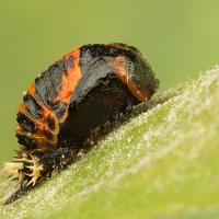 Harlequin Ladybird Pupa 2 